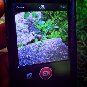 Watching a Blade of Grass Grow