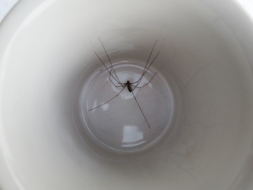 Daddy Long Legs