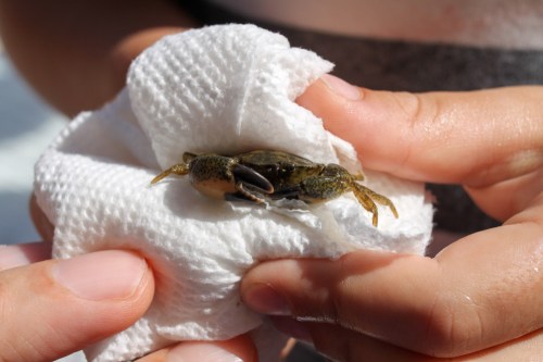Paper Towel and Crab