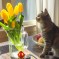 Cat Discovers Tulips