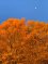 Autumn Tree and the&nbsp;Moon
