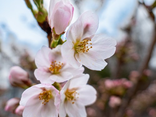 Cherry Tree Blossoms