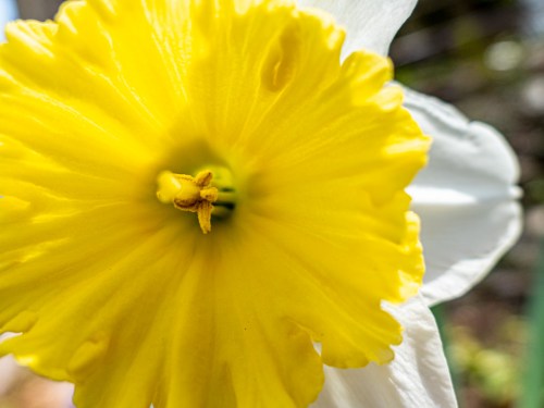 Daffodil in Barrett's backyard close up