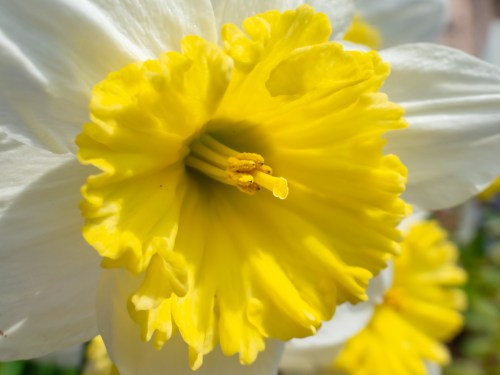 Daffodil in Barrett's backyard
