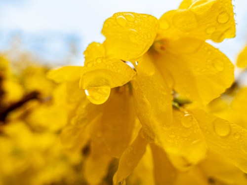 Forsythia after spring rain