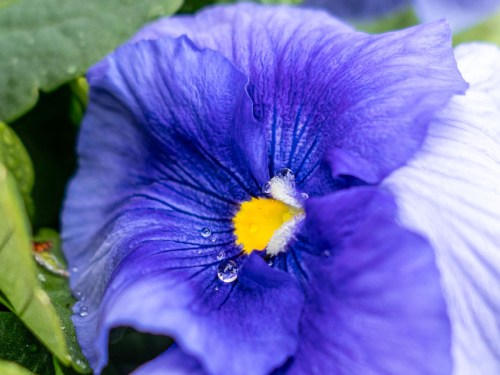 Purple flower bud after spring rain