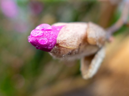 Purple flower bud after spring rain