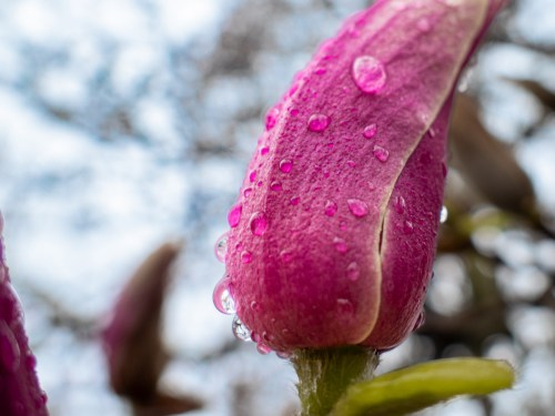 Raindrops on purple flower bud