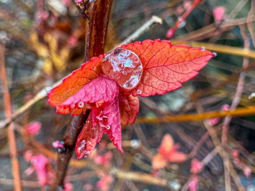 Water droplet on red leaf