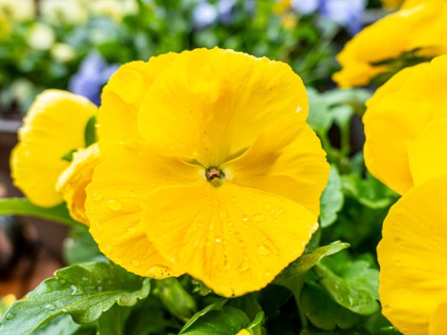 Yellow flower after spring rain