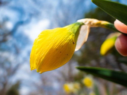 Yellow spring bud in Connecticut